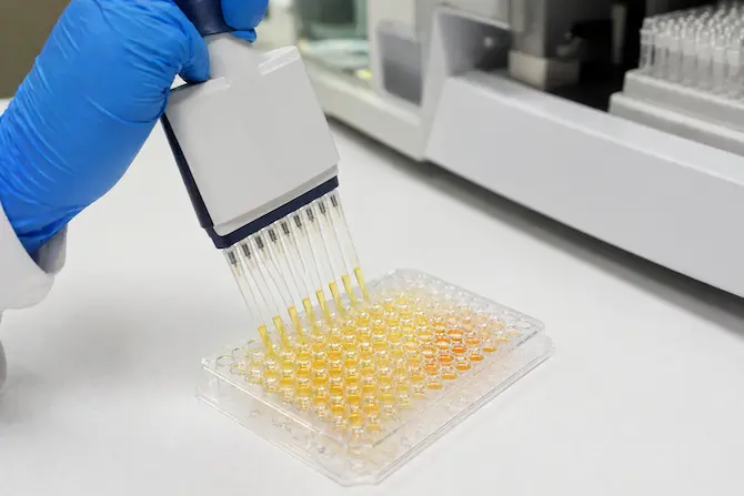 Pruebas serológicas tipo ELISA: carga de muestras en placa de 96 pocillos con pipeta multicanal en laboratorio clínico